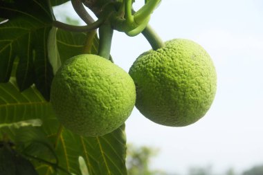 Taze yeşil ekmek meyvesi hala ağaçta.