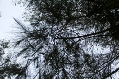 Kumsalın kenarındaki yaprakları ve zincirleri rüzgarla savrulan Cemara Düzeni veya Casuarina Equisetifolia