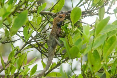 Bahçe bukalemunu ya da kalotlar versicolor bir ağaç dalında böcek avlamak için kullanılır.