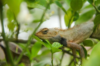 Bahçe bukalemunu ya da kalotlar versicolor bir ağaç dalında böcek avlamak için kullanılır.