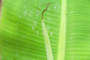 Temiz ve güzel yaprak yapısı olan bir muz yaprağını kapat.