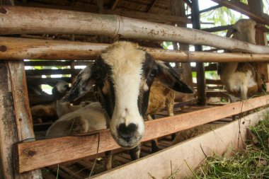 Keçi çiftliği, keçiler kafeste ve genellikle Kurban Bayramı için hayvan olarak kullanılıyor.