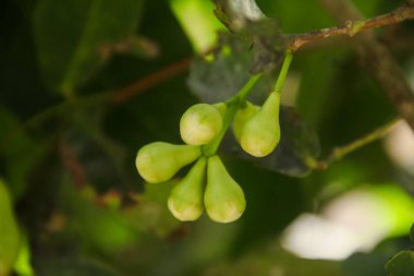 Kırmızı guava meyveleri taze kırmızı guava meyvesi olmaya hazırlanıyor.