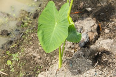 Yemyeşil taro bitkileri siyah humus toprağında yetişir.