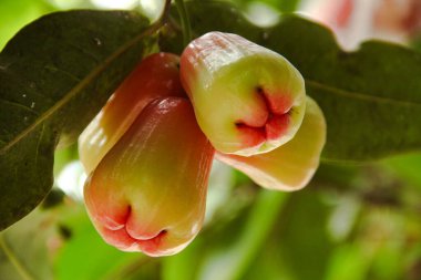 Thongsamsi su guava veya taze kırmızı su guava 