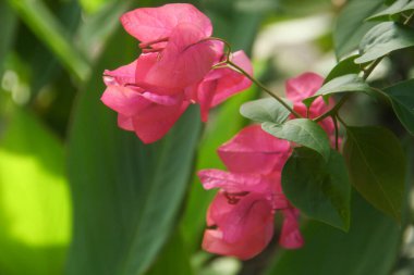 Bougainvillea çiçekleri Endonezya 'da yazın güzel bir şekilde açar.