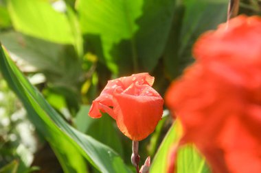 İndika 'nın kırmızı çiçekleri ya da Hindistan iğne çiçekleri, sabah güneşiyle aydınlanır ve çiçek açar.