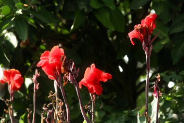 İndika 'nın kırmızı çiçekleri ya da Hindistan iğne çiçekleri, sabah güneşiyle aydınlanır ve çiçek açar.
