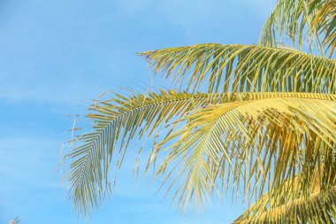 Ağaçta hala meyve ve sarı hindistan cevizi ağaçları var.