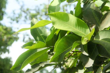 Su guava ağaçlarının yeşil yapraklarının arkaplanı sabah güneşiyle aydınlanır.