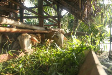 Keçi çiftliği, keçiler kafeste ve genellikle Kurban Bayramı için hayvan olarak kullanılıyor.