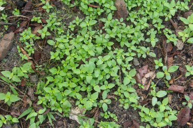 Humus toprağının üstünde büyüyen küçük otlar.