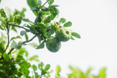 Yeşil kaffir kireç meyvesi hala ağaçta ve güneş ışığıyla parlıyor.