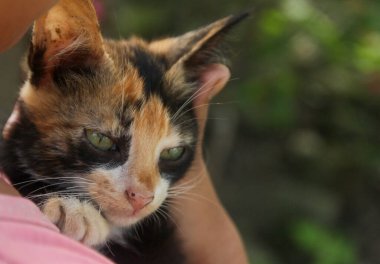 Yanında kırmızı begonvil çiçekleri olan küçük bir kedi yavrusu portresi.