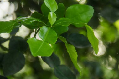 Kafir kireç ağacının yaprakları hala yeşil ve ağaçta.