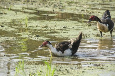 Serati ördeği ya da entog, daha pirinçle ekilmemiş sulak pirinç tarlalarında yaşıyor.