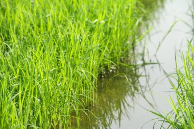 Pirinç bitkilerini büyütmek için pirinç tarlalarına götürüyorlar.