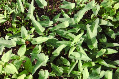 Ipomoea aquatica veya su ıspanağı veya lakabı olarak da bilinir.