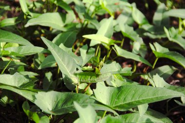 Ipomoea aquatica veya su ıspanağı veya lakabı olarak da bilinir.