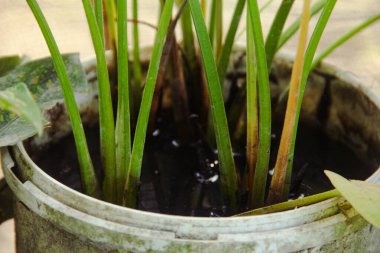Su yasemin bitkisi (Echinodorus palifolius), Endonezya 'da bulunan bir su bitkisidir.
