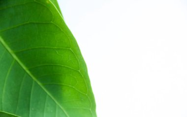 Sağ tarafında negatif boşluk olan taze yeşil yapraklar.