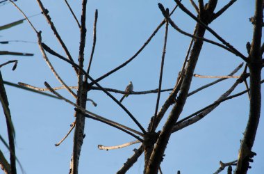 Ağacın küçük bir dalına tünemiş küçük bir kuşun silüeti.