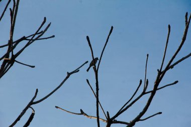 Ağacın küçük bir dalına tünemiş küçük bir kuşun silüeti.