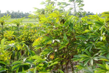 Cassava çiftçiliği tropikal ülkelerde bulunur ve bol bol yetişen manyok bitkileri sergiler.