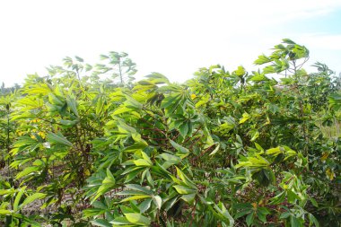 Cassava farming is found in tropical countries and displays cassava plants that grow abundantly clipart