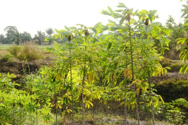 Cassava çiftçiliği tropikal ülkelerde bulunur ve bol bol yetişen manyok bitkileri sergiler.