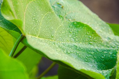 Sabahları yeşil yaprakların üzerine çiy damlaları düşer, sabah güneşi ve çiğ yaprakları ile sabah atmosferi.