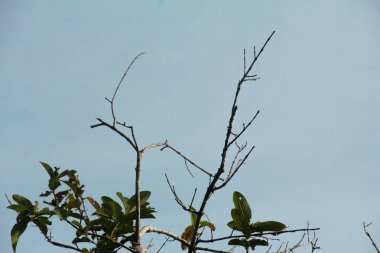 Yaprakları dökülen kuru ağaçlar sadece gövdelerini ve dallarını bırakır.
