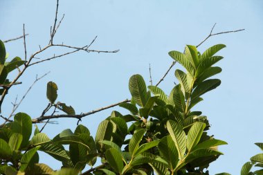 Yaprakları dökülen kuru ağaçlar sadece gövdelerini ve dallarını bırakır.