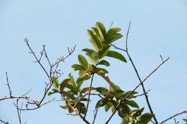 Yaprakları dökülen kuru ağaçlar sadece gövdelerini ve dallarını bırakır.