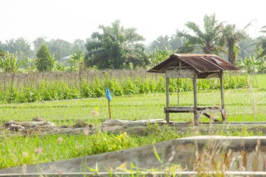Pirinç tarlalarının ortasındaki küçük kulübeler genellikle çiftçiler tarafından dinlenmek ve güneşten kaçmak için kullanılır.