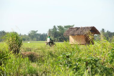 Pirinç tarlalarının ortasındaki küçük kulübeler genellikle çiftçiler tarafından dinlenmek ve güneşten kaçmak için kullanılır.