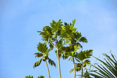 Çiçeklerin yeşil yaprakları açık mavi gökyüzüne karşı gündüz vakti