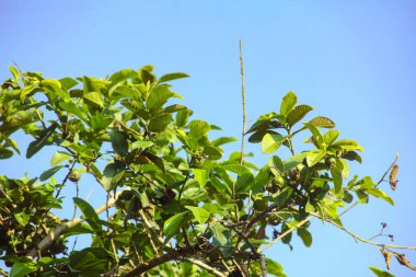 Çiçeklerin yeşil yaprakları açık mavi gökyüzüne karşı gündüz vakti