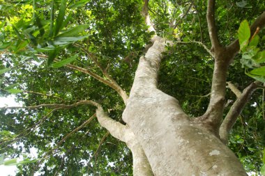 Sandoricum koetjape ya da Harp ağacı, büyük gövdesi ve yemyeşil yaprakları olan arp ağacının alçak meleği.