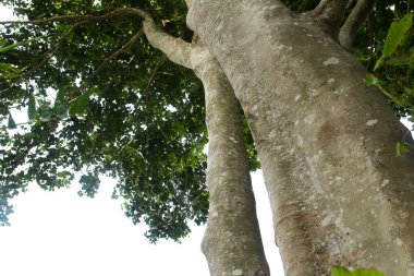 Sandoricum koetjape ya da Harp ağacı, büyük gövdesi ve yemyeşil yaprakları olan arp ağacının alçak meleği.