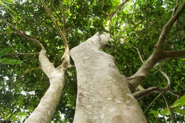 Sandoricum koetjape ya da Harp ağacı, büyük gövdesi ve yemyeşil yaprakları olan arp ağacının alçak meleği.
