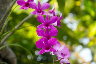 Evin ön bahçesindeki küçük bir bahçede yeşil yapraklı mor orkideler.