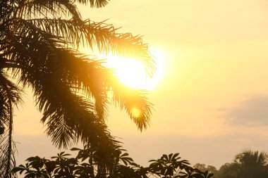 Sabahları bir yağ palmiyesinin silueti, Endonezya 'da eski bir palmiye ağacı