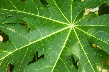 Taze, yeşil papaya yaprağının yaprak yapısını kapat.