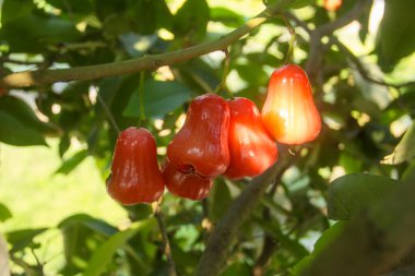 Dallarına yapışmış taze kırmızı su guava, thongsamsi su guava, taze kırmızı su guava ve yemeye hazır.