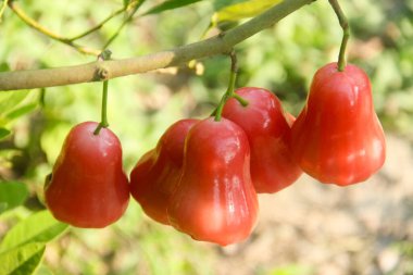 Dallarına yapışmış taze kırmızı su guava, thongsamsi su guava, taze kırmızı su guava ve yemeye hazır.