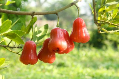 Dallarına yapışmış taze kırmızı su guava, thongsamsi su guava, taze kırmızı su guava ve yemeye hazır.