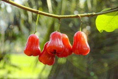 Dallarına yapışmış taze kırmızı su guava, thongsamsi su guava, taze kırmızı su guava ve yemeye hazır.