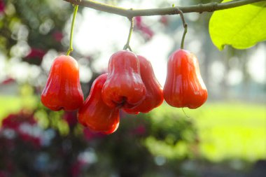 Dallarına yapışmış taze kırmızı su guava, thongsamsi su guava, taze kırmızı su guava ve yemeye hazır.