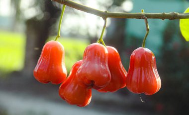 Dallarına yapışmış taze kırmızı su guava, thongsamsi su guava, taze kırmızı su guava ve yemeye hazır.